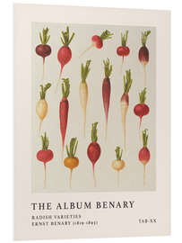 Hartschaumbild The Album Benary - Radish Varieties