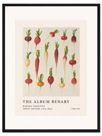 Gerahmter Kunstdruck The Album Benary - Radish Varieties