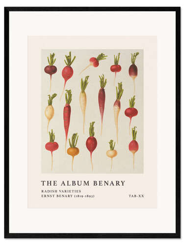 Impresión de arte enmarcada The Album Benary - Radish Varieties