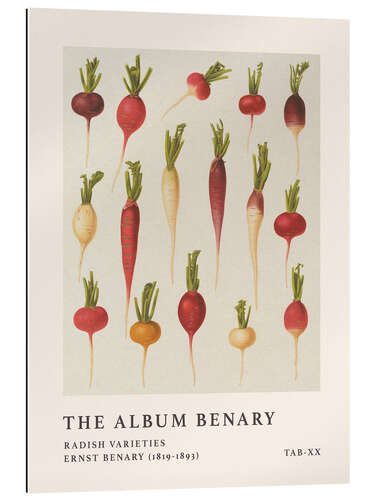 Gallery print The Album Benary - Radish Varieties