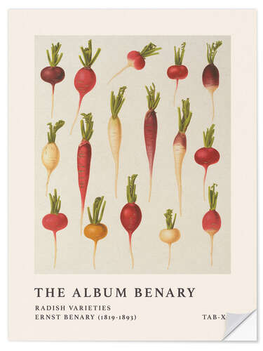 Vinilo para la pared The Album Benary - Radish Varieties