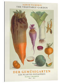 Gallery print Album Vilmorin, The Vegetable Garden III