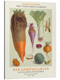 Magnettafel Album Vilmorin, Der Gemüsegarten III