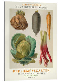 Gallery print Album Vilmorin, The Vegetable Garden V