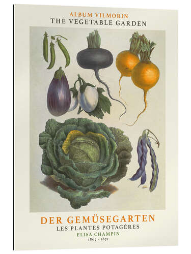 Gallery print Album Vilmorin, The Vegetable Garden IX