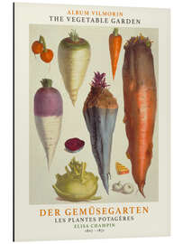 Aluminium print Album Vilmorin, The Vegetable Garden VI