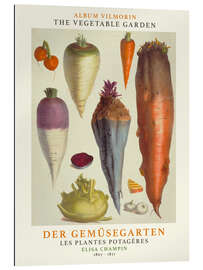 Gallery print Album Vilmorin, The Vegetable Garden VI