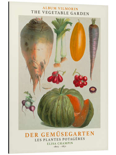 Alubild Album Vilmorin, Der Gemüsegarten IV