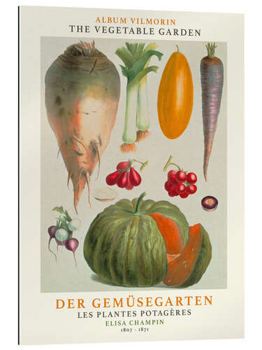 Gallery print Album Vilmorin, The Vegetable Garden IV