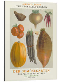 Aluminium print Album Vilmorin, The Vegetable Garden III