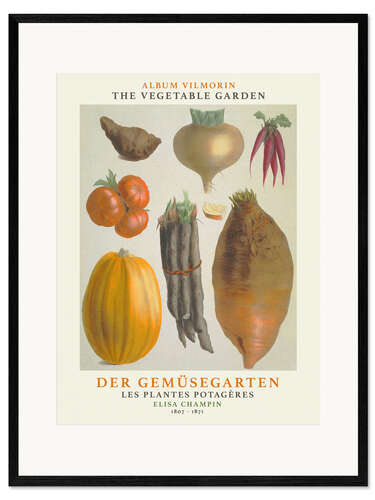 Framed art print Album Vilmorin, The Vegetable Garden III