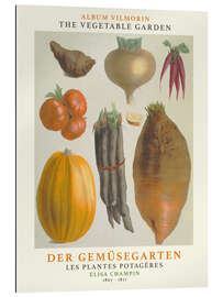 Gallery print Album Vilmorin, The Vegetable Garden III