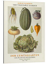 Aluminium print Album Vilmorin, The Vegetable Garden VII