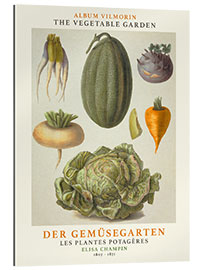 Gallery print Album Vilmorin, The Vegetable Garden VII