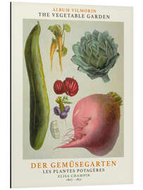 Magnettafel Album Vilmorin, Der Gemüsegarten X