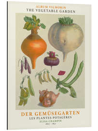 Magnettafel Album Vilmorin, Der Gemüsegarten I