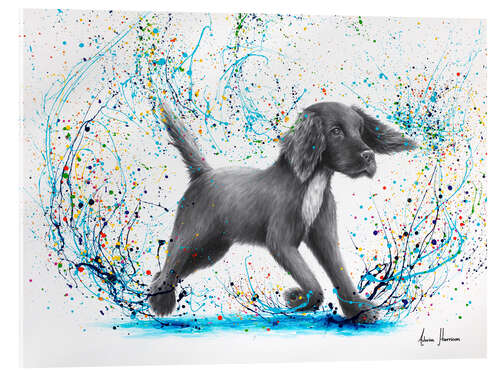 Acrylic print Spaniel Splash