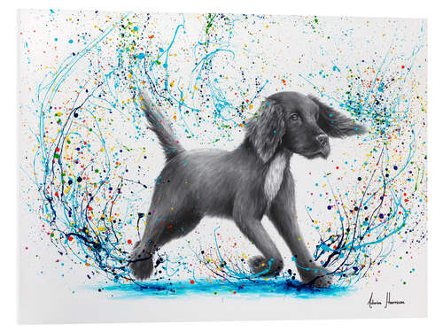 Stampa su PVC Spaniel Splash