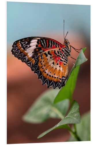 Foam board print Colorful butterfly on a leaf