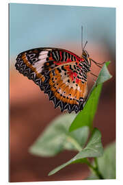 Quadro em plexi-alumínio Colorful butterfly on a leaf