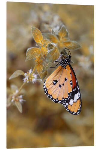 Obraz na szkle akrylowym Monarch Butterfly