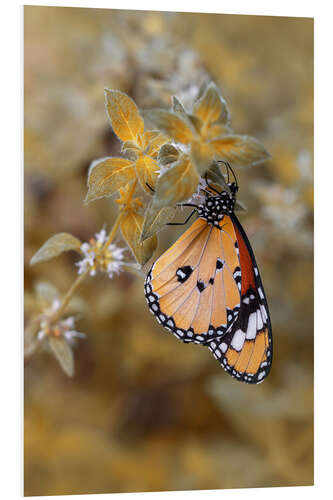 Stampa su PVC Monarch Butterfly