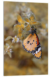 Quadro em plexi-alumínio Monarch Butterfly