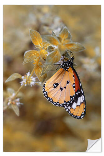 Wall sticker Monarch Butterfly