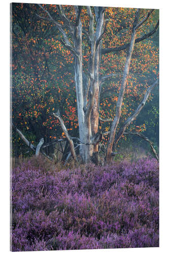 Tableau en verre acrylique Autumn and heather in the morning