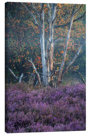 Tableau sur toile Autumn and heather in the morning