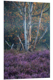 Foam board print Autumn and heather in the morning