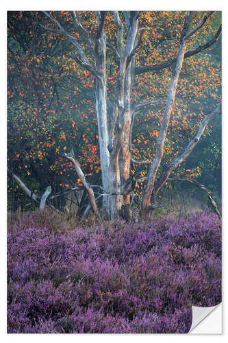 Vinilo para la pared Autumn and heather in the morning