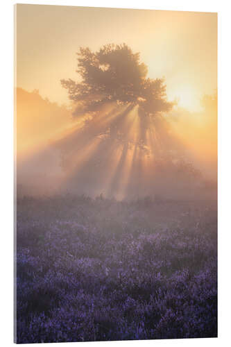 Acrylglasbild Blühende Heide auf der Oirschotse Heide