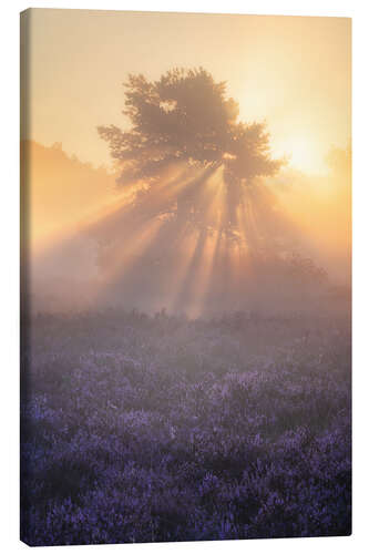 Quadro em tela Flowering heather on the Oirschotse heath