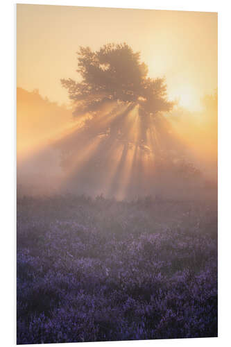 Tableau en PVC Flowering heather on the Oirschotse heath