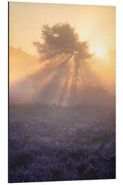 Magnettafel Blühende Heide auf der Oirschotse Heide