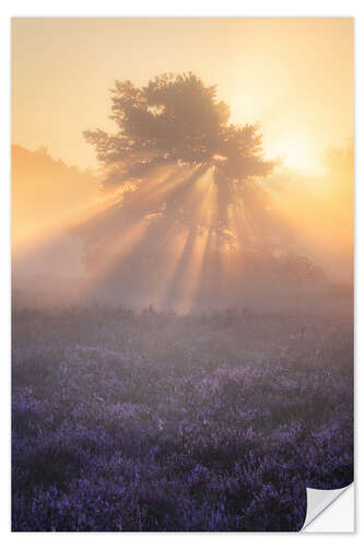 Naklejka na ścianę Flowering heather on the Oirschotse heath