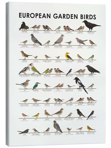 Quadro em tela European Garden Birds