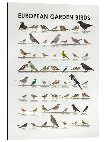 Gallery Print Europäische Gartenvögel (englisch)