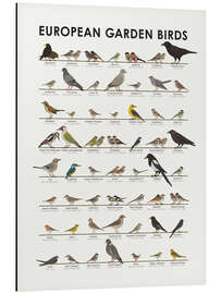 Magnettafel Europäische Gartenvögel (englisch)