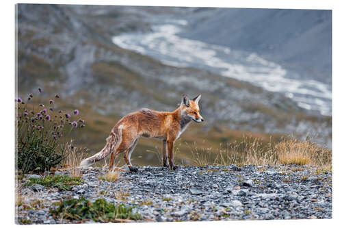 Obraz na szkle akrylowym Red fox in the Valais Alps