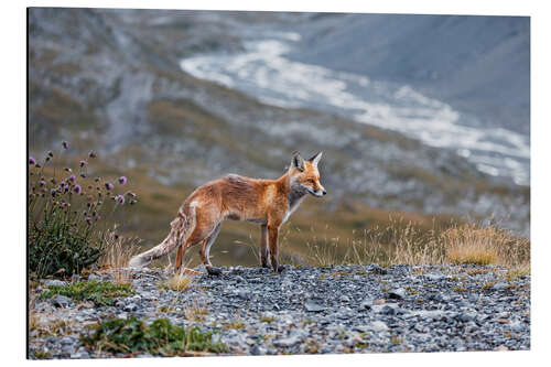 Tableau en aluminium Red fox in the Valais Alps