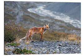 Tableau en aluminium Red fox in the Valais Alps