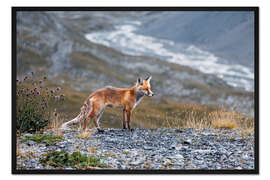Gerahmter Kunstdruck Rotfuchs in den Walliser Alpen