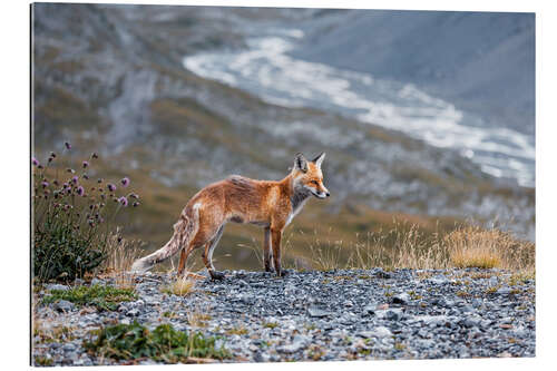 Gallery print Red fox in the Valais Alps