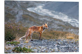 Tableau en plexi-alu Red fox in the Valais Alps