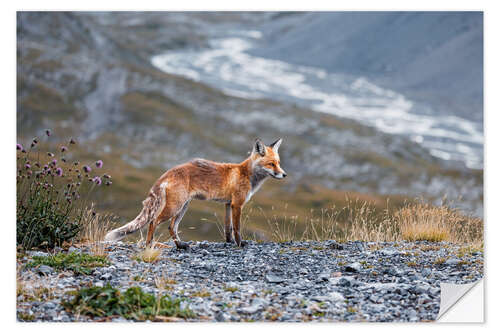 Wandsticker Rotfuchs in den Walliser Alpen