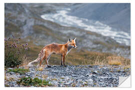 Naklejka na ścianę Red fox in the Valais Alps