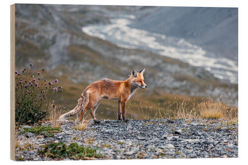 Wood print Red fox in the Valais Alps