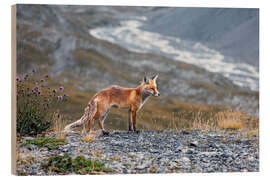 Holzbild Rotfuchs in den Walliser Alpen